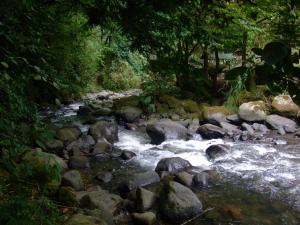un ruisseau d'eau avec des rochers et des arbres dans l'établissement Bosque Secreto - Private Cabin and Camping, à Quito
