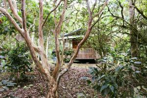 a cabin in the middle of a forest with trees at Bosque Secreto - Private Cabin and Camping in Quito