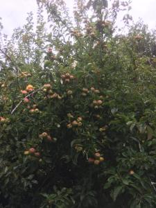 un manzano con montones de manzanas. en WAPE economía comunitaria, en Teguaco