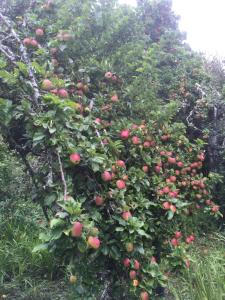 un manzano lleno de manzanas en un huerto en WAPE economía comunitaria, en Teguaco