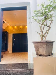 a plant in a large pot in front of a door at Lyly Hotel - Pham Ngu Lao in Ho Chi Minh City