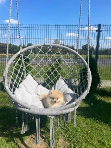 a small orange dog sitting in a swing at Land House in Zator +25 photos