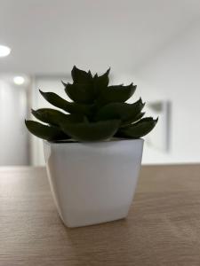 a plant in a white pot sitting on a table at White House in Castellón de la Plana