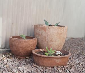 tres macetas con plantas en ellas sentadas en el suelo en Allegro Guest House, en Prieska