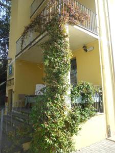 uma planta que cresce ao lado de um edifício em Il Rampicante-Monticelli Terme em Monticelli Terme