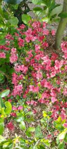 um ramo de flores cor-de-rosa num jardim em GITE DE MIRAUVILLE em Apremont-la-Forêt