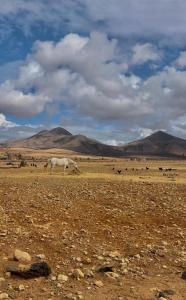 un caballo blanco pastando en un campo con montañas en el fondo en Caravana Magic, en Tindaya