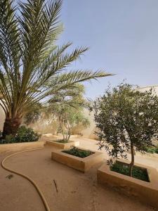a garden with palm trees and a hose at Hadhri Appartement in Tozeur