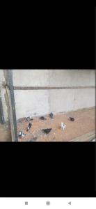 a group of birds sitting on the ground next to a wall at Au Havre de Paix in Niamey