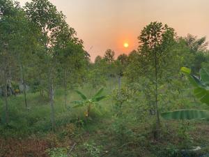 a field of trees with the sunset in the background at Baan sudjai homestay 