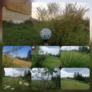 a collage of photos of plants and a balloon at Tarin zov in Kaludjerske Bare