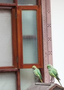 dwa zielone ptaki siedzące na szybie w obiekcie Rigmor haveli w mieście Dźodhpur