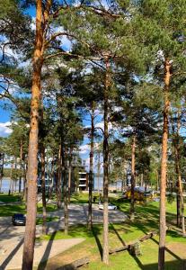 un grupo de árboles en un parque con una calle en REMAR - Apartamenty nad Jeziorem Necko en Augustów