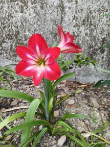 two red flowers in front of a wall at Taumi House in Puli