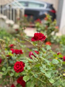 發羅拉的住宿－Mediterranean Villa Old Town，花园里的红玫瑰