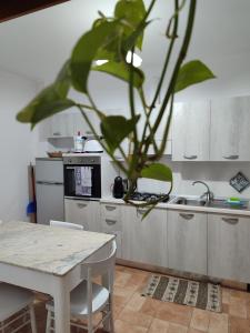 a kitchen with a table and a plant at Casa vacanza Flora in Grottazzolina