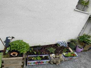 un jardin avec des plantes et d'autres plantes dans l'établissement La Maison du Canal de Rompsay - 5 min de la Rochelle, à Périgny