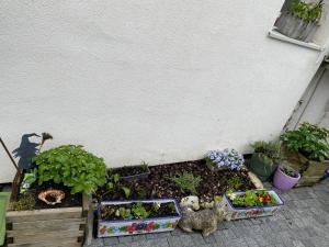 a garden with some plants and other plants at La Maison du Canal de Rompsay - 5 min de la Rochelle in Périgny +23 photos
