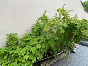 un planteur rempli de plantes vertes à côté d'un mur dans l'établissement La Maison du Canal de Rompsay - 5 min de la Rochelle, à Périgny