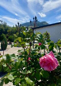 una rosa rosa en un arbusto con un edificio en Equiturismo San Lorenzo - Villa KAMARA, en Cammarata