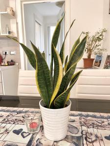 uma planta num vaso branco sentado numa mesa em Casa Berlai, bilocale sul lago em Pisogne