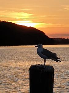 a bird sitting on top of a post near the water at Romantik am Meer - Studio mit Loggia - Direktzugang zum Meer in Wilhelmshaven
