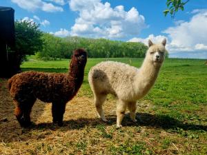two llamas standing next to each other in a field at Alpaka Ferienhof Lübsee 