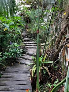 a wooden path in a garden with a palm tree at Casa del Rio en MINDO in Mindo