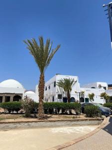 eine Palme auf einem Parkplatz neben einem Gebäude in der Unterkunft Dahabiya Studio - Mashraba in Dahab