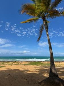 a palm tree on a sandy beach with the ocean at Ocean Blue Beach Apt in Luquillo