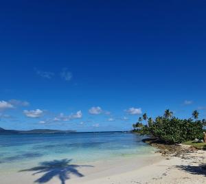 una palmera en una playa con el océano en Dreamvilles Ecovillage Las Galeras, en Las Galeras