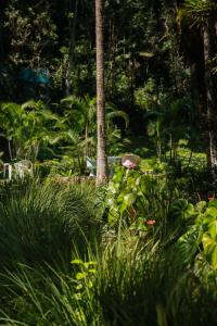 un jardin avec de grandes herbes, des fleurs et des arbres dans l'établissement Chalé Shakti, à Teresópolis