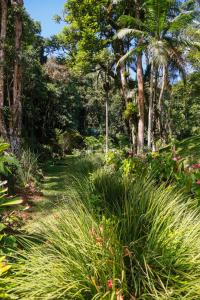 un jardín con césped alto y palmeras en Chalé Shakti, en Teresópolis
