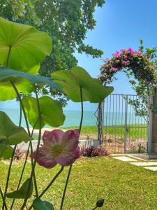 a plant with a flower in a yard with a gate at Smell rose beach garden in Batu Ferringhi
