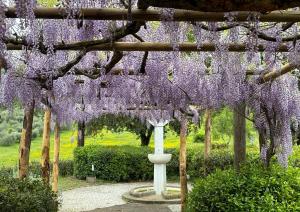 una pérgola con glicinas púrpuras colgando de ella en Villa Olea, en SantʼEllero