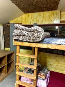 a couple of bunk beds in a room at WTF! What The Forest vashisht manali in Manāli