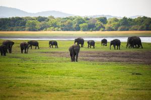 a herd of elephants grazing in a field at Sigiriya Village in Sigiriya