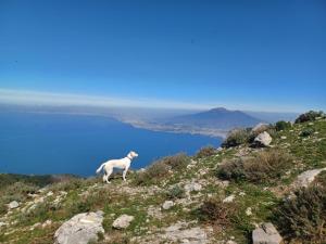 una cabra parada a un lado de una montaña en Jolie, en Castellammare di Stabia