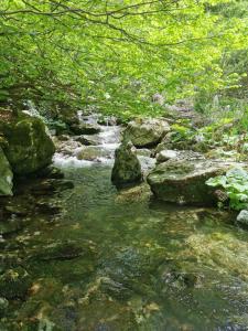 um riacho de água com rochas e árvores em STD Cvetković em Crni Vrh