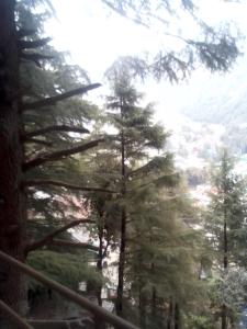 a view of a forest of pine trees at Himalayan Beautiful Mountain View Hostel in Dharamshala