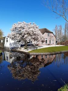 un arbre devant une maison avec une réflexion dans l'eau dans l'établissement Riante Boerderij in Het Groene Hart Regio Utrecht, à Oudewater