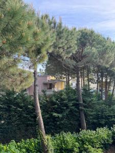 a group of pine trees with a house in the background at Apartament Gjiri i Lalëzit in Draç