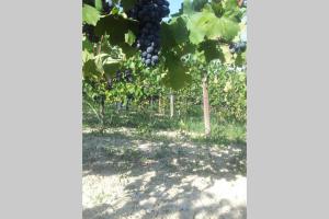 Zahrada ubytování B&B Vigneto Pardom