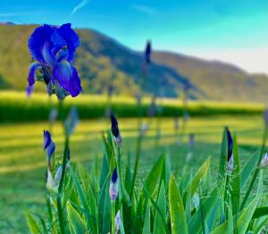 eine blaue Blume auf einem Feld mit Bergen im Hintergrund in der Unterkunft Rooms & Apartment ZALA Airport shuttle option in Cerklje na Gorenjskem