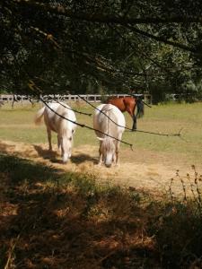 Casal de Palácios- França في براغانزا: اثنين من الخيول تمشي في حقل بجانب الخيل
