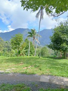 ein Feld mit Palmen und Bergen im Hintergrund in der Unterkunft Jepun Homestay Lemukih in Singaraja