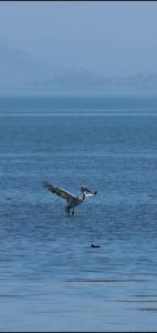 a bird flying over a body of water at Village house DUNJA in Virpazar