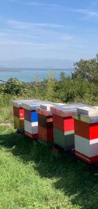 a row of colorful containers sitting in the grass at Village house DUNJA in Virpazar