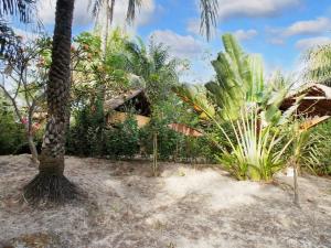a palm tree standing next to a bunch of plants at 3 bedrooms house at Cap Skirring 800 m away from the beach with lake view private pool and enclosed garden in Cap Skirring