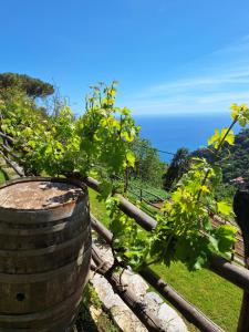 a vineyard with a barrel and the ocean in the background at Agriturismo Orrido di Pino in Agerola